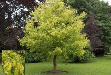 ACER NEGUNDO (DIŞBUDAK YAPRAKLI AKÇAAĞAÇ)